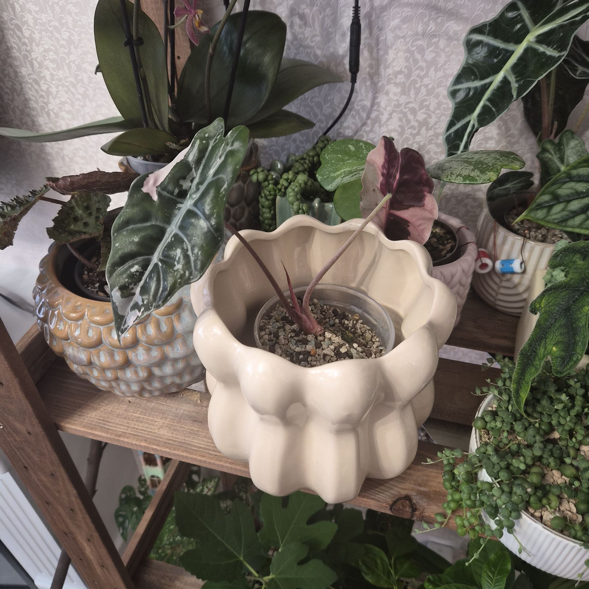 Photo of the plant species Alocasia Chantrieri Pink by @UprightLuscious named Kobe on Greg, the plant care app