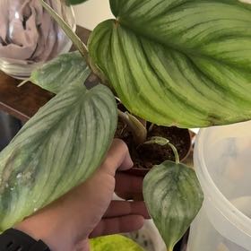 Photo of the plant species Philodendron pastazanum 'Silver' by Robert named Michelle Branch on Greg, the plant care app