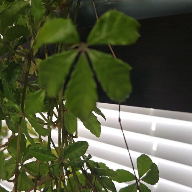 Photo of the plant species Cissus striata by @RichOregano73 named Luna on Greg, the plant care app