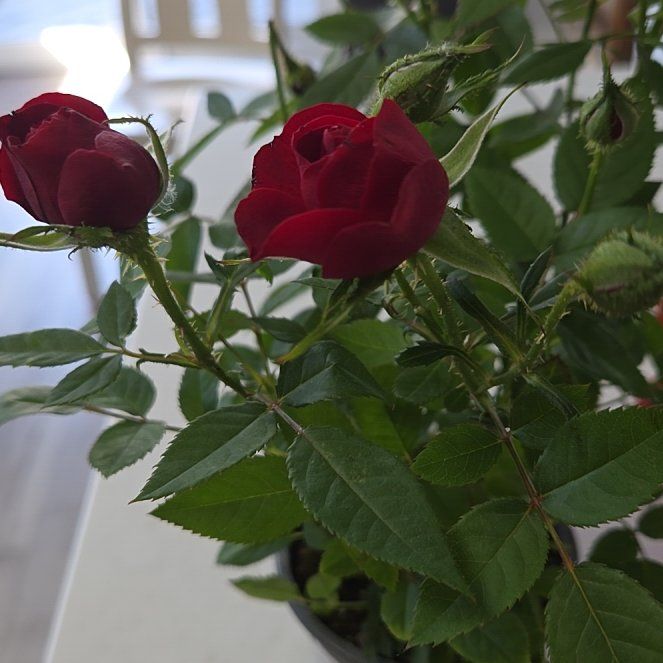Photo of the plant species Miniature Kordana Rose by @RichOregano73 named Morgan Treeman on Greg, the plant care app