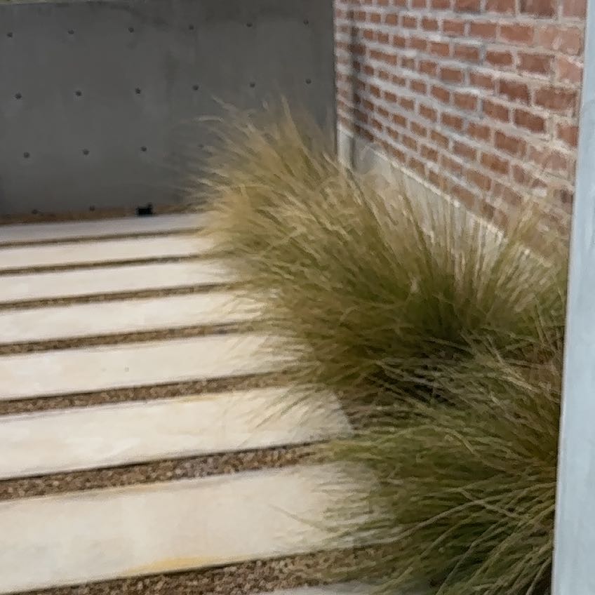 Photo of the plant species Pink Muhly Grass by @VipTobacco69 named Sir Plancelot on Greg, the plant care app
