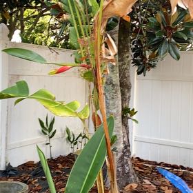 Photo of the plant species Expanded Lobsterclaw by @WholeDragonarum named Spike Leaves on Greg, the plant care app