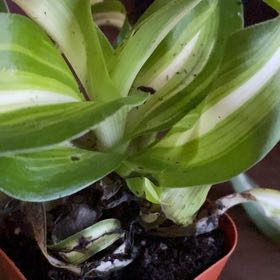 Photo of the plant species Himantoglossum robertianum by @ProPixiecap56 named Naomi on Greg, the plant care app
