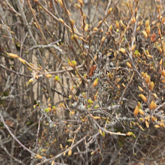 Photo of the plant species Chrysojasminum fruticans by @BestBrunfelsia named Baesil on Greg, the plant care app
