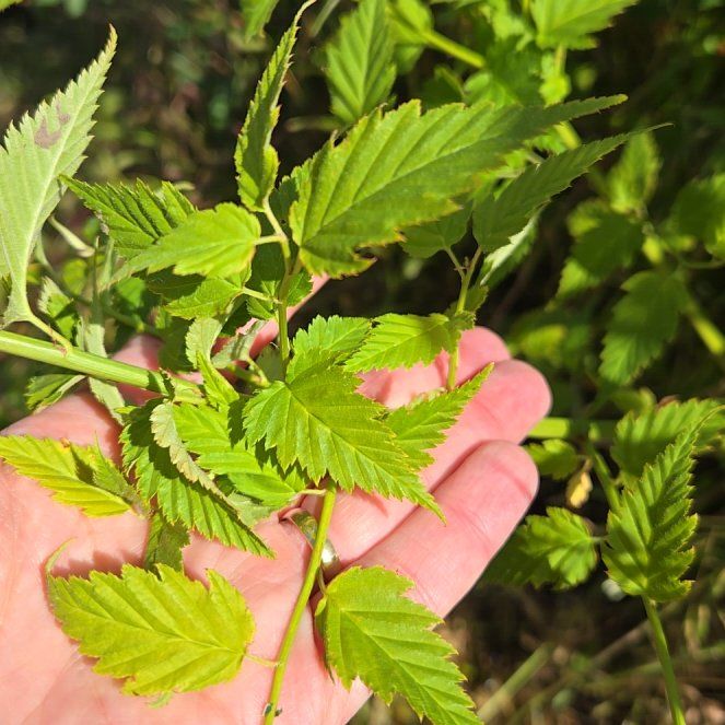 Photo of the plant species Kerria Japonica by @BestBrunfelsia named Doja Cat on Greg, the plant care app