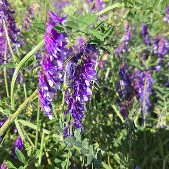 Photo of the plant species Tufted Vetch by @BestBrunfelsia named Austen on Greg, the plant care app