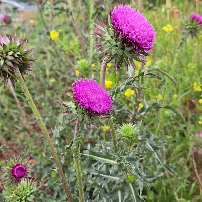 Photo of the plant species Nodding Thistle by @BestBrunfelsia named Bella on Greg, the plant care app