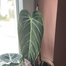 Photo of the plant species Philodendron Melanochrysum x Verrucosum by @NovelOzarkmelon named Kendall on Greg, the plant care app