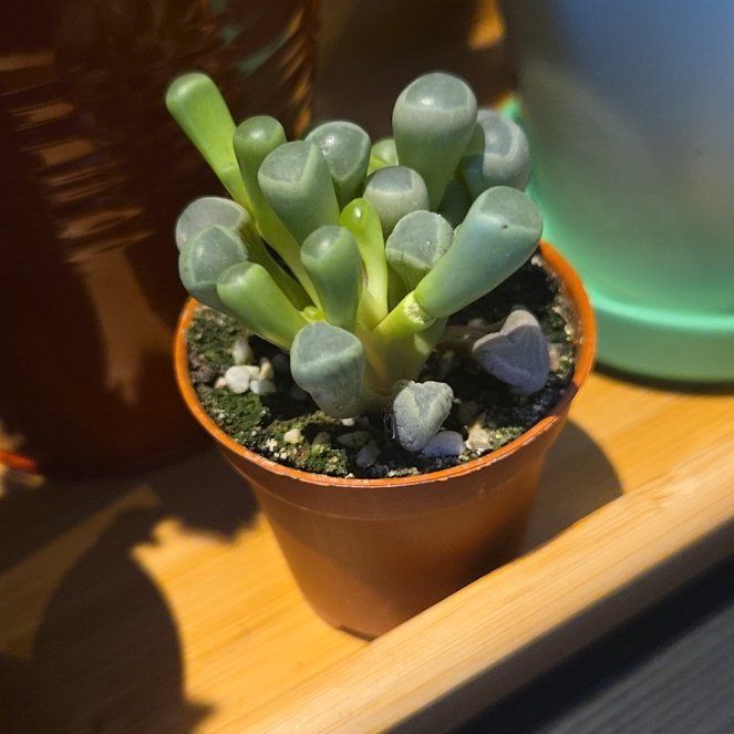 Photo of the plant species Baby Toes by @AbleColtsfoot named Harmony on Greg, the plant care app