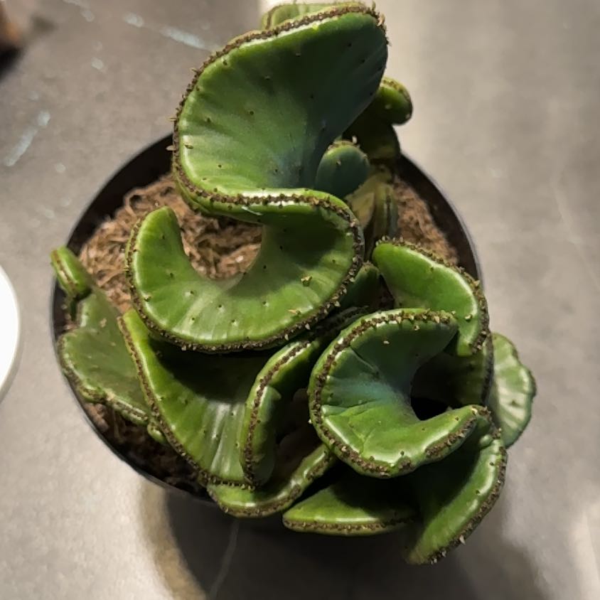 Photo of the plant species Euphorbia leucodendron by @RoundLacefern45 named Cyd Baxter III on Greg, the plant care app