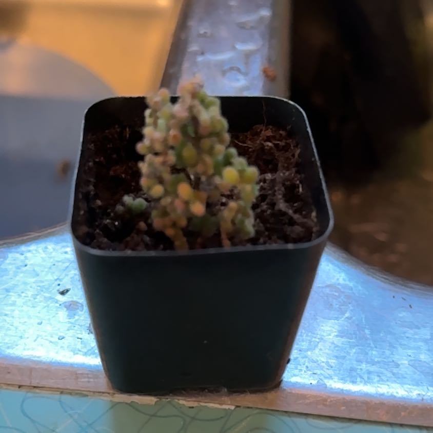 Photo of the plant species Drosanthemum leptum by @RoundLacefern45 named Carlotta on Greg, the plant care app