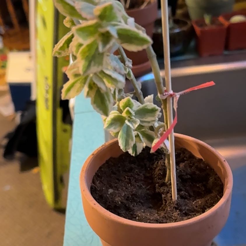 Photo of the plant species Mediovariegatum by @RoundLacefern45 named Wall-E on Greg, the plant care app