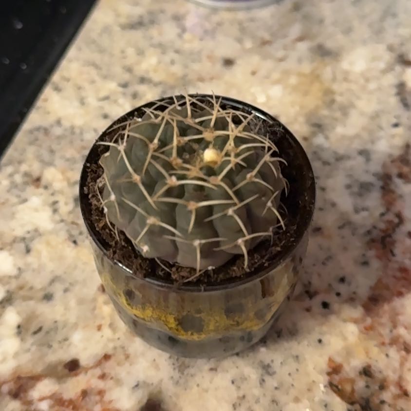 Photo of the plant species Coryphantha Elephantidens cv. Inermis by @RoundLacefern45 named J’Michael on Greg, the plant care app