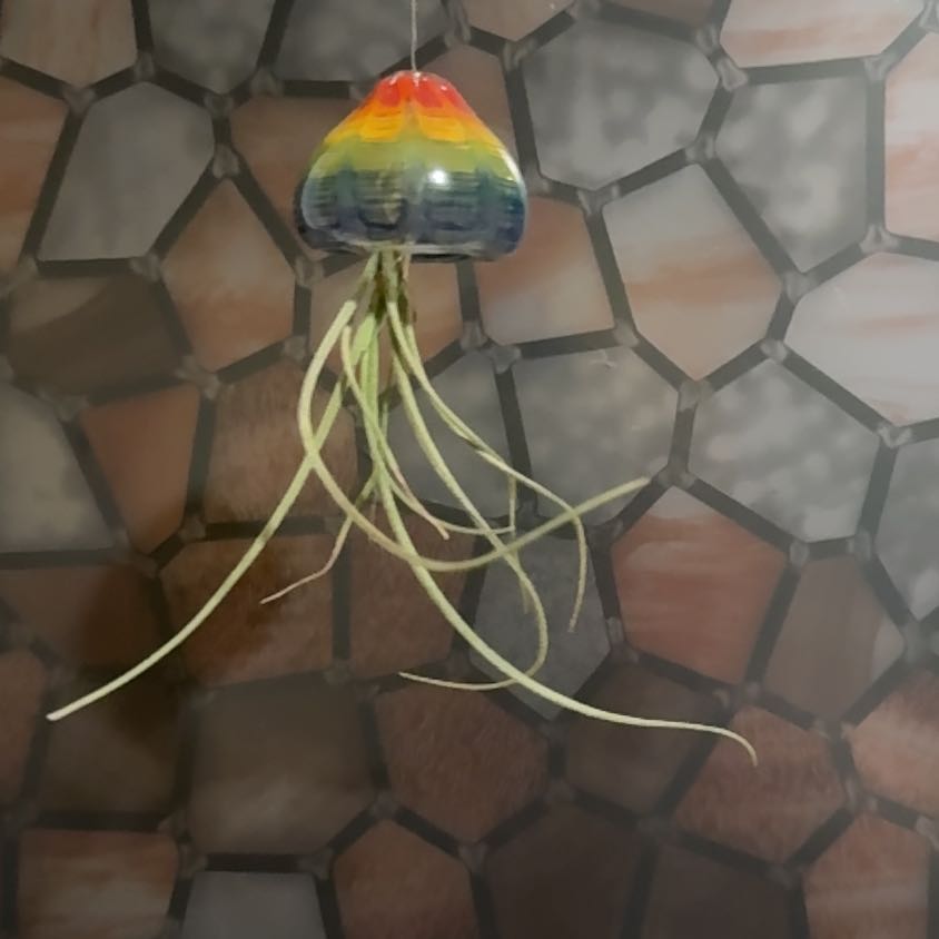 Photo of the plant species octopus air plant by @RoundLacefern45 named Junior on Greg, the plant care app