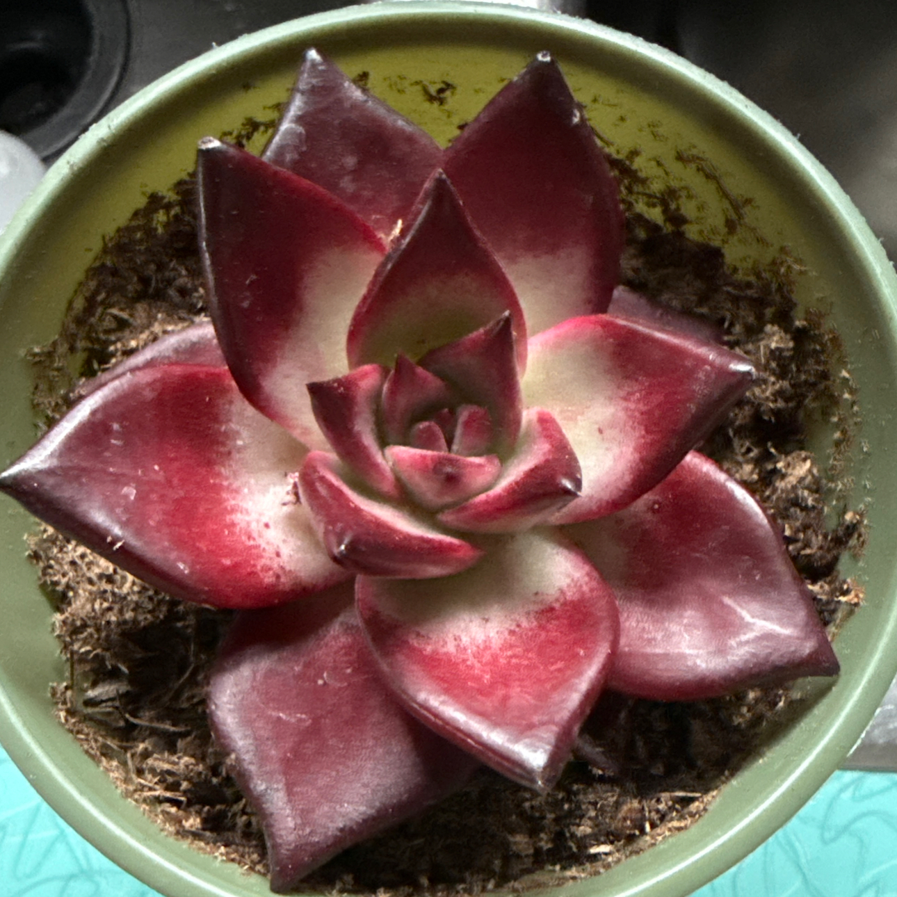 Photo of the plant species Rubin Echeveria by @RoundLacefern45 named Miss Rubiey Lynne Raye on Greg, the plant care app