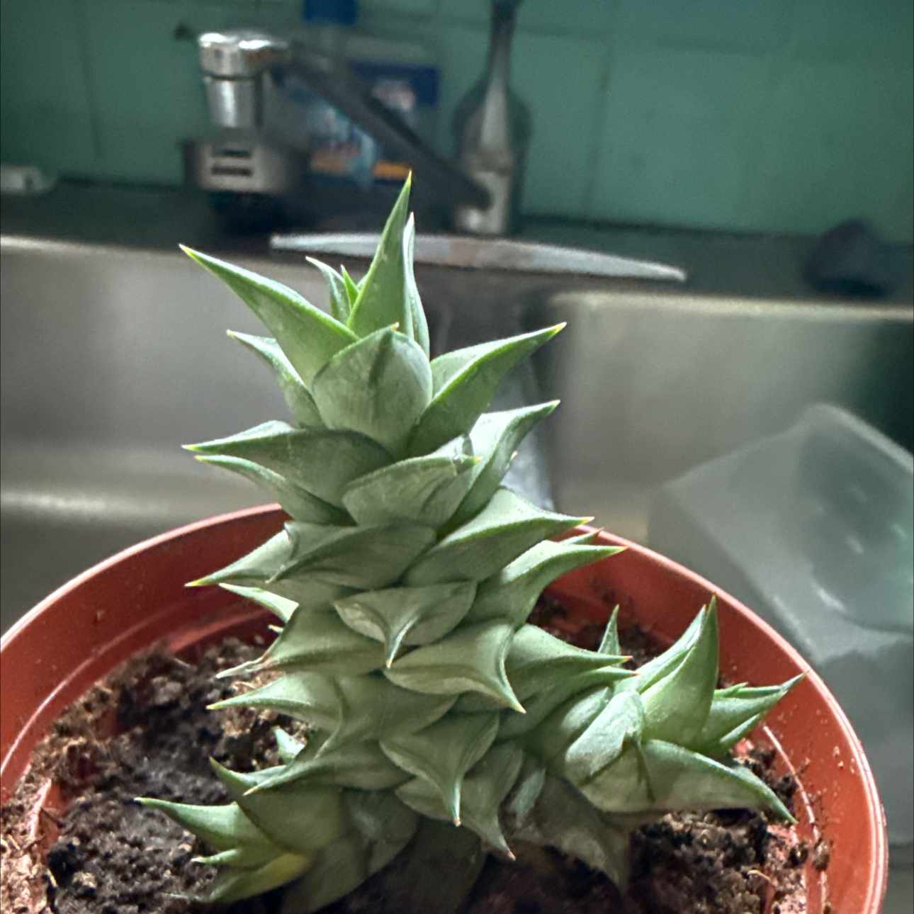 Photo of the plant species Astroloba spirella by @RoundLacefern45 named Erryl on Greg, the plant care app