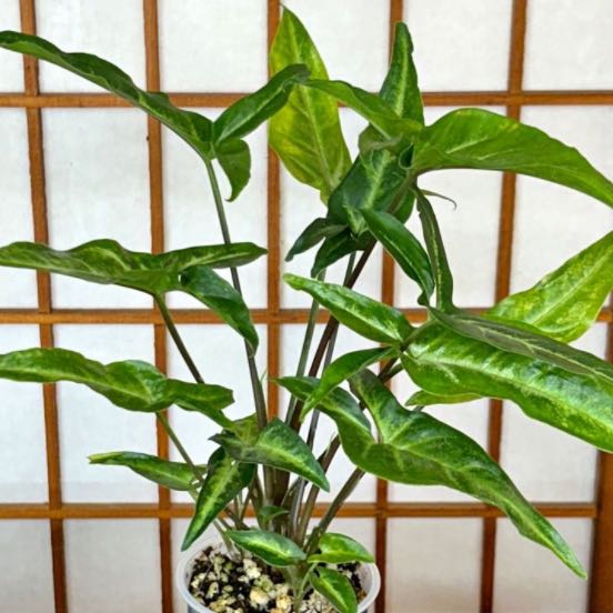 Photo of the plant species Arrowhead Plant by @PsychedupMahoe8 named Muhammad Ali on Greg, the plant care app