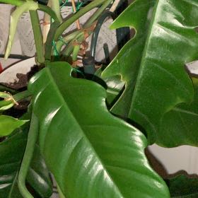 Photo of the plant species Philodendron Tiger Tooth by @PsychedupMahoe8 named Dolores on Greg, the plant care app