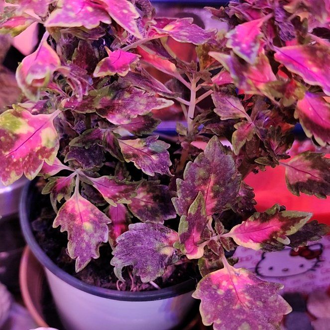 Photo of the plant species Coleus 'Down Town® Santa Monica' by @quickchevy83 named Daphne on Greg, the plant care app