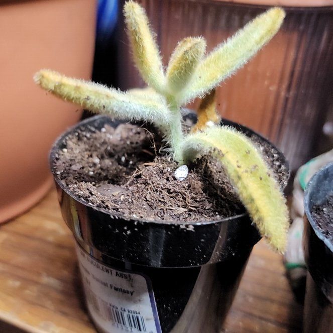 Photo of the plant species Golden Girl Panda Plant by @quickchevy83 named Golden Panda on Greg, the plant care app