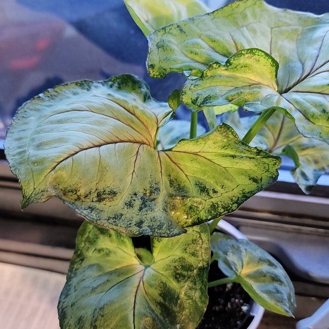Photo of the plant species Syngonium cream alluison by @quickchevy83 named Cream (work) on Greg, the plant care app