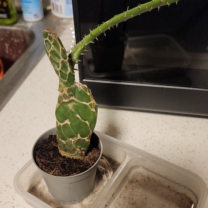 Photo of the plant species Susanne's Spurge by @quickchevy83 named Pokey on Greg, the plant care app