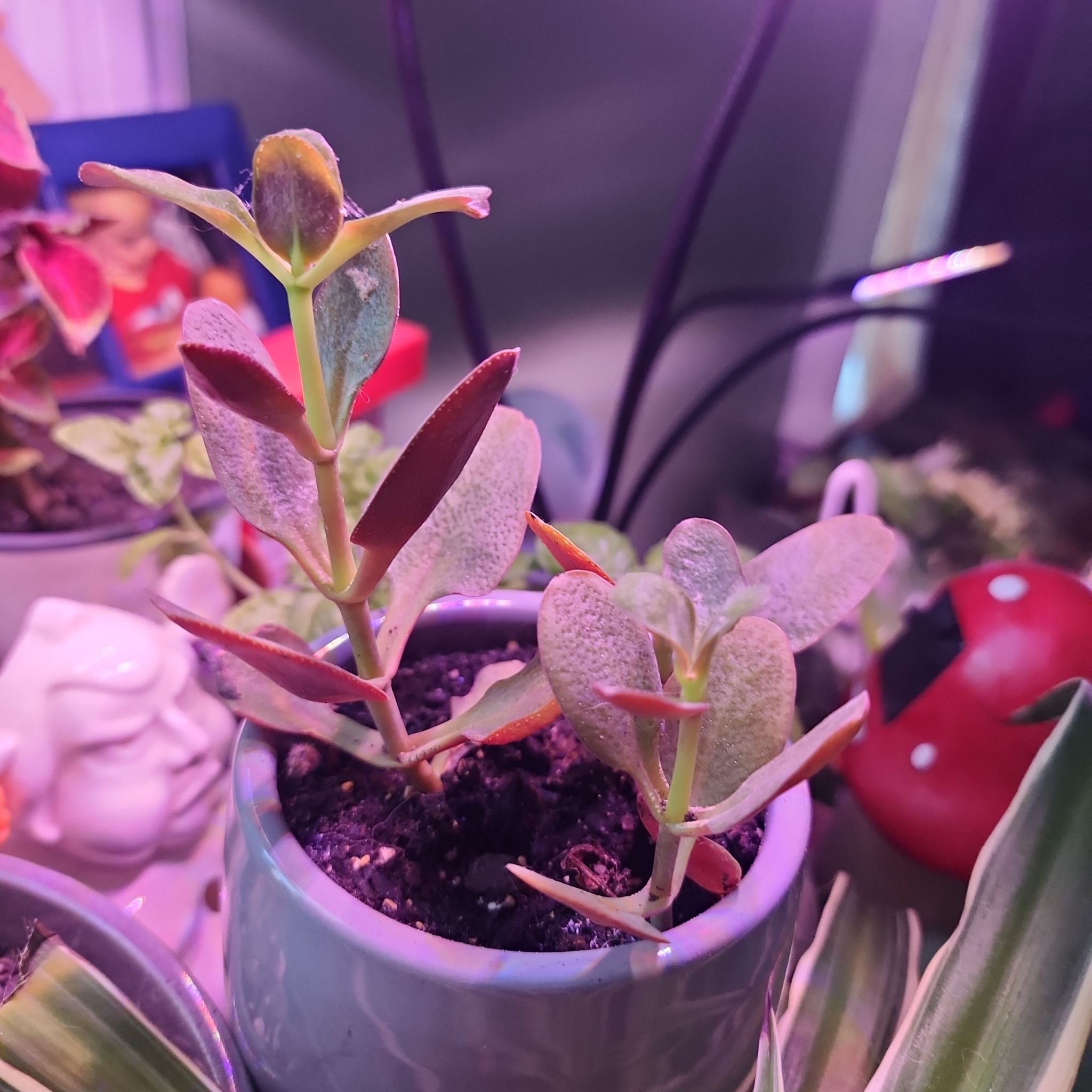 Photo of the plant species Crassula multicava 'Bleeding Heart' by @quickchevy83 named Raphael on Greg, the plant care app