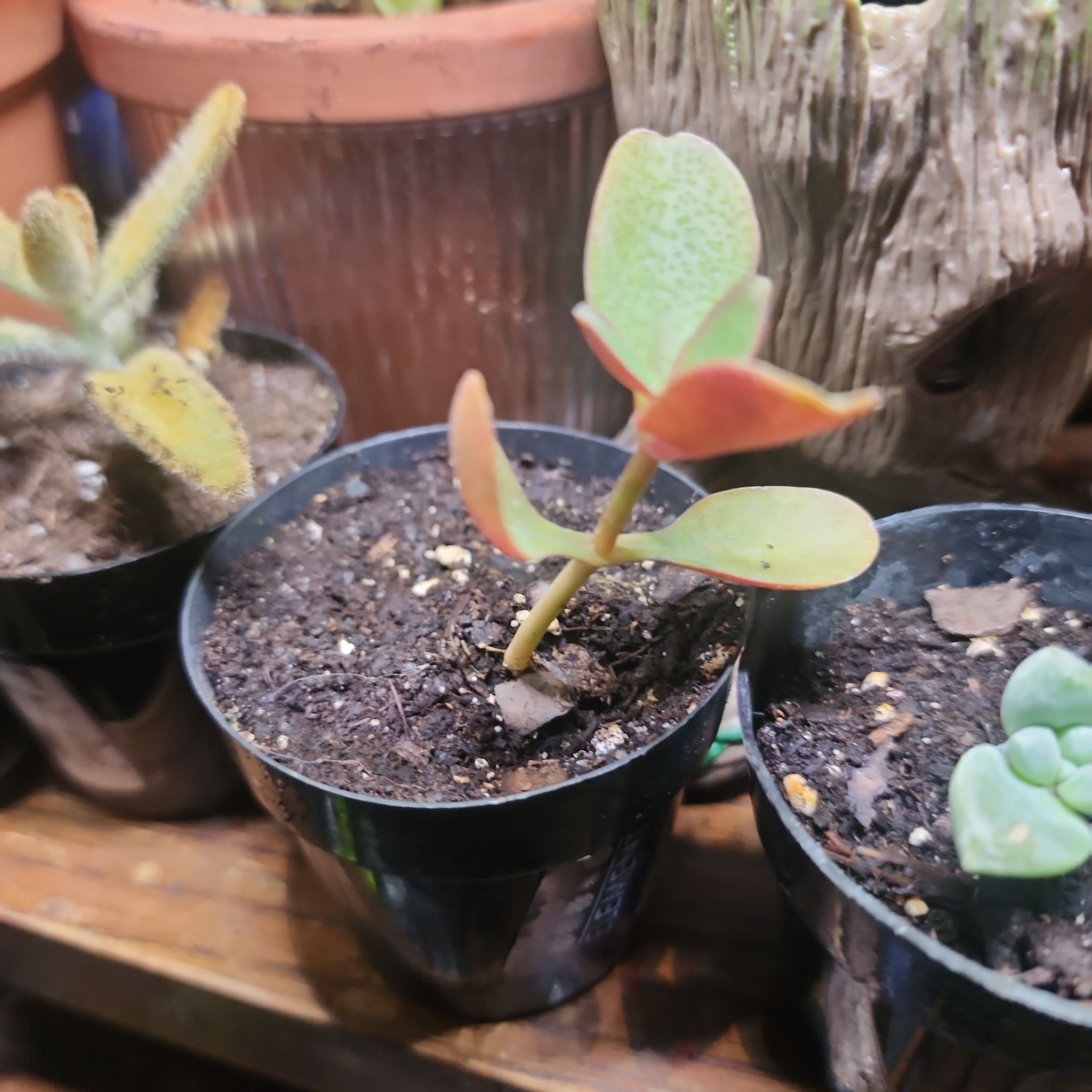 Photo of the plant species Crassula multicava 'Bleeding Heart' by @quickchevy83 named Brodie on Greg, the plant care app