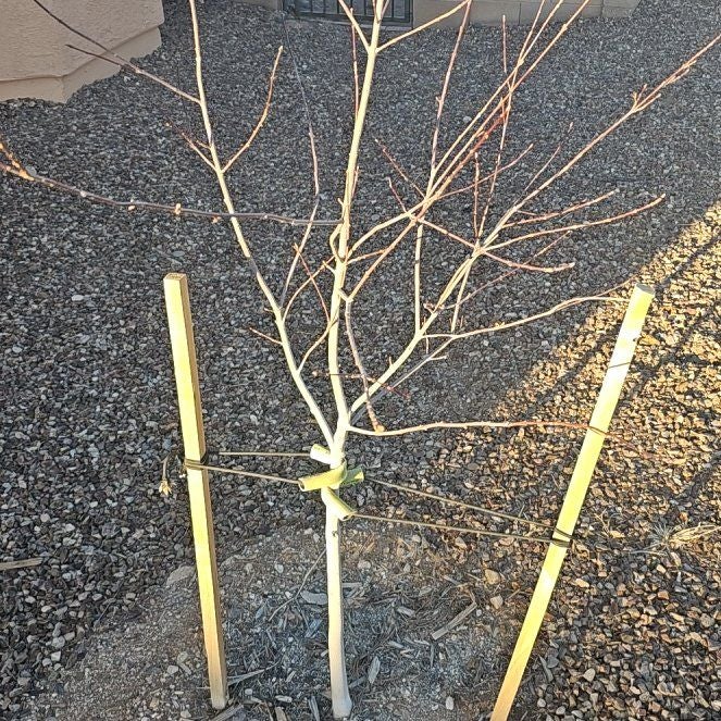 Plant care for Fraxinus anomala var. triphylla on Greg, the plant care app