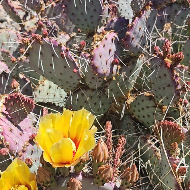 Photo of the plant species Santa Rita Prickly Pear 'Album' by @BangoChepis named Ulysses S Plant on Greg, the plant care app