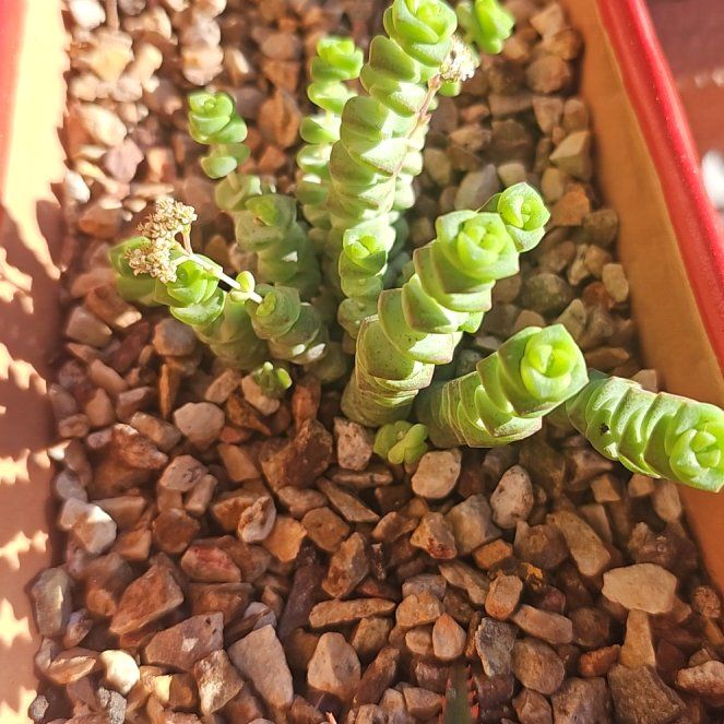 Photo of the plant species Crassula 'Baby Necklace' by @BangoChepis named Fernie Saunders on Greg, the plant care app