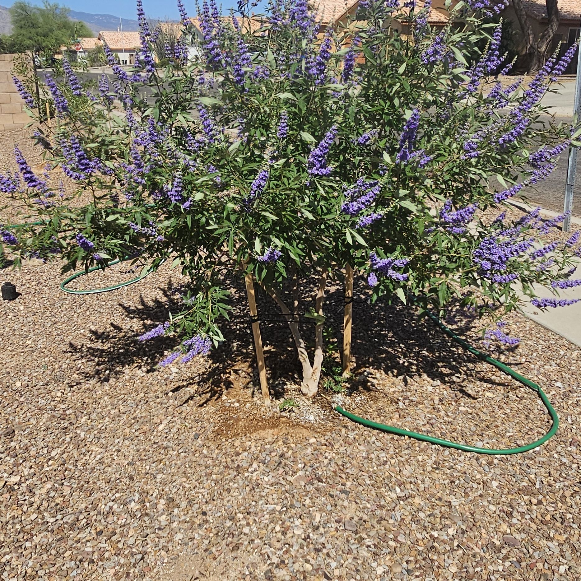 Photo of the plant species Vitex First Editions™ Delta Blue by @BangoChepis named Austen on Greg, the plant care app