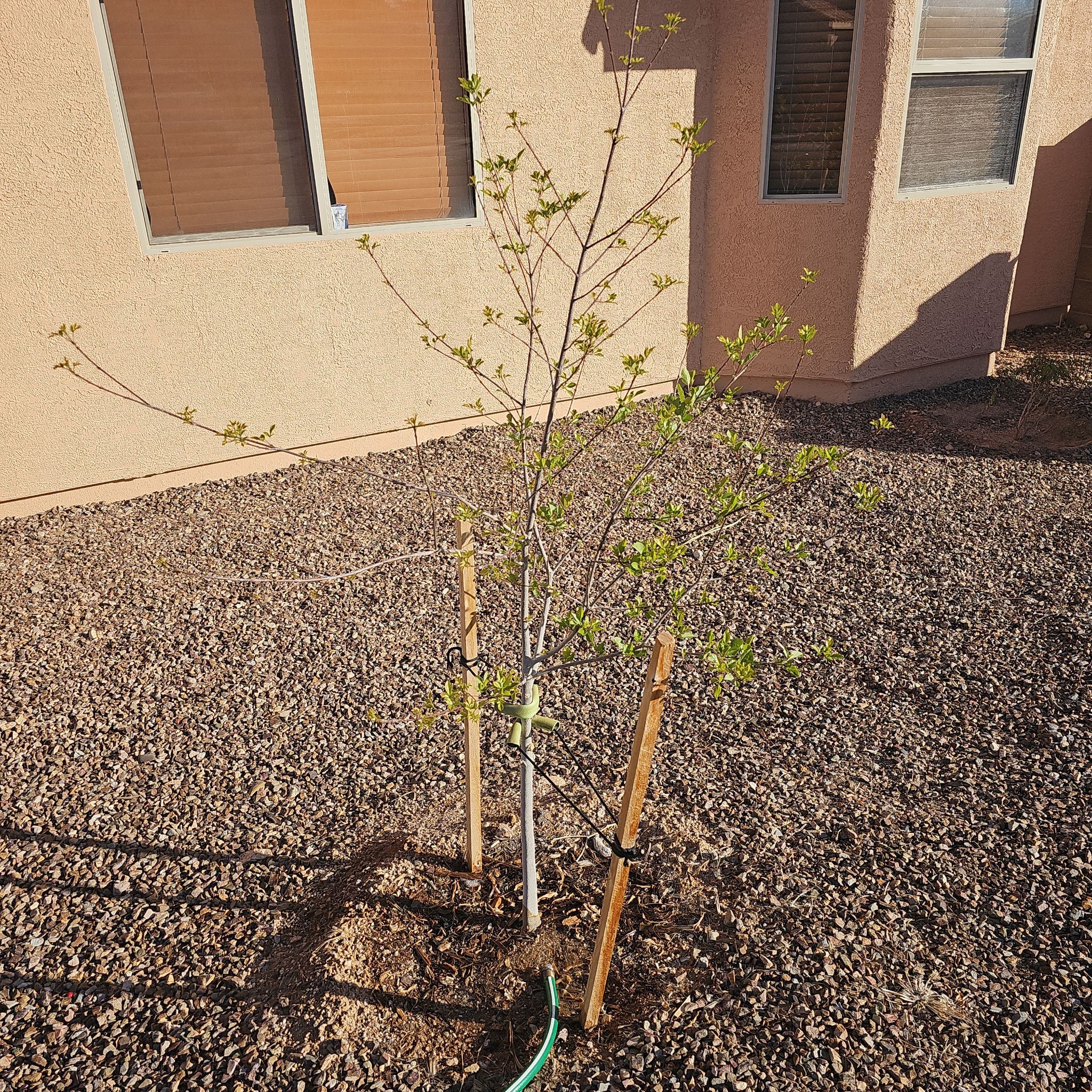 Photo of the plant species Arizona Ash by @BangoChepis named Sol on Greg, the plant care app