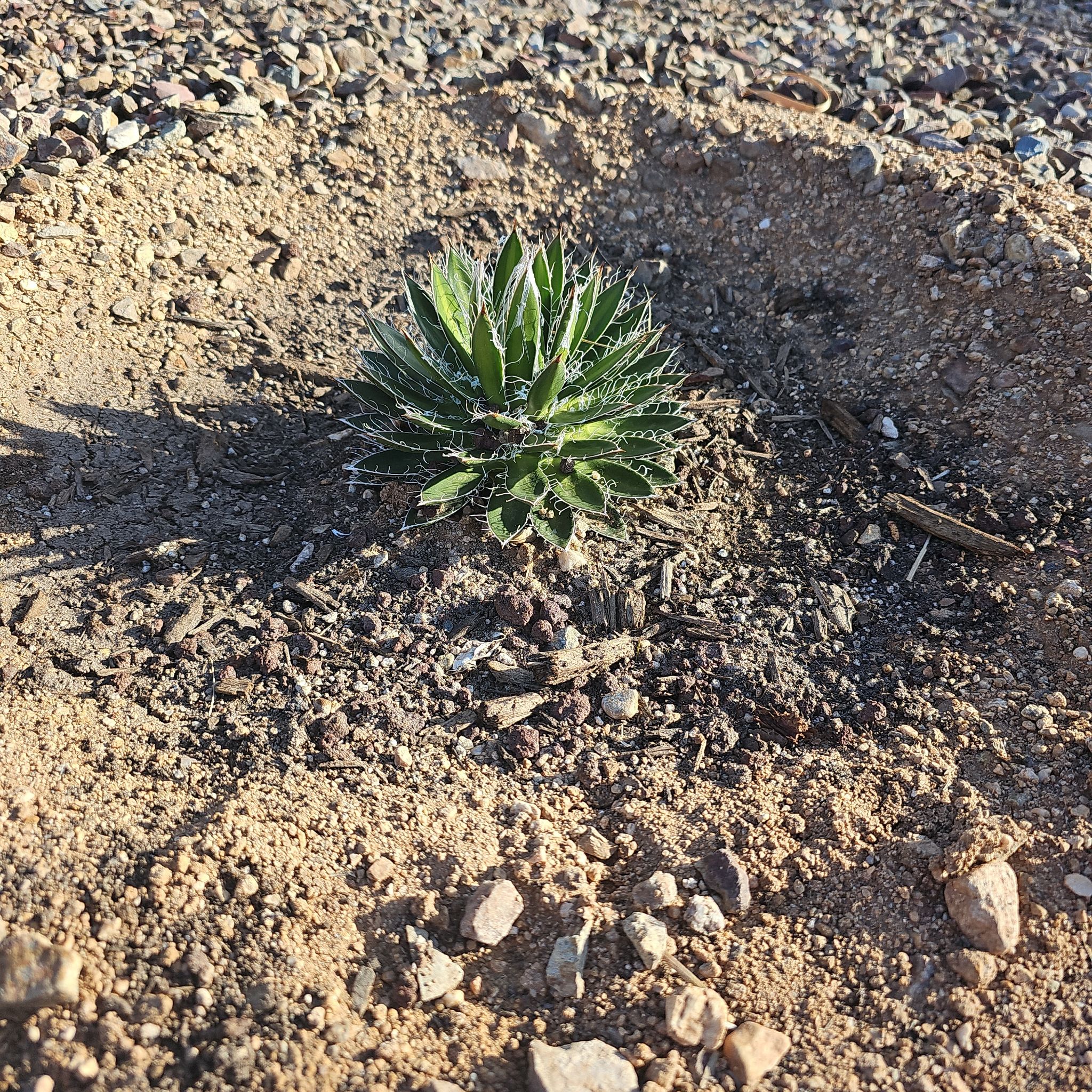 Photo of the plant species Thread Agave by @BangoChepis named Diana on Greg, the plant care app