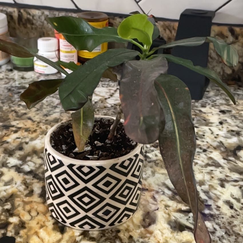 Photo of the plant species Baby Croton by @GleefulBacopa12 named Navajo on Greg, the plant care app