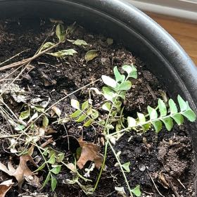 Photo of the plant species Pretty Jacob's-Ladder by @PoetBlueelf25 named Peter Parker on Greg, the plant care app