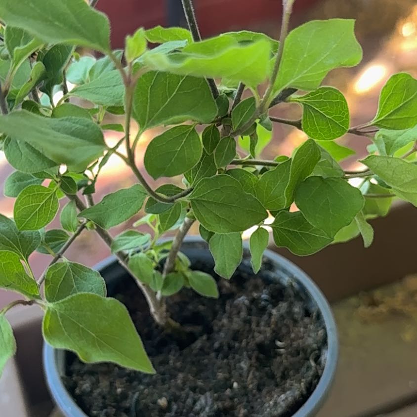 Plant care for Flaxleaf Menodora on Greg, the plant care app