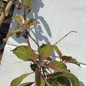 Photo of the plant species Dwarf Firebush by @TopClubmoss47 named Ulysses S Plant on Greg, the plant care app