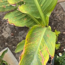 Photo of the plant species Lanna Lily by @TopClubmoss47 named Baesil on Greg, the plant care app