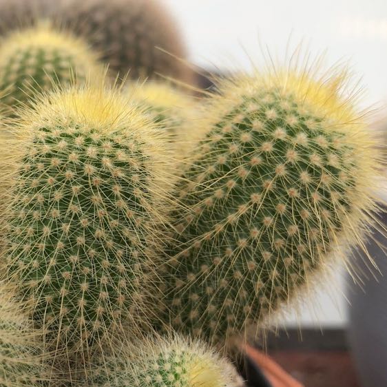 Photo of the plant species Golden Ball Cactus by @DirectorDaisy named Witta on Greg, the plant care app