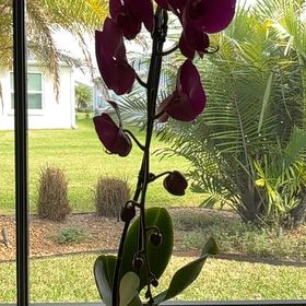 Photo of the plant species Swan Orchid by @AceLambsear50 named Coco on Greg, the plant care app