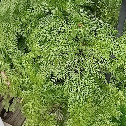 Photo of the plant species Parsley Fern by @PoshKiekie36 named LiloStitch on Greg, the plant care app