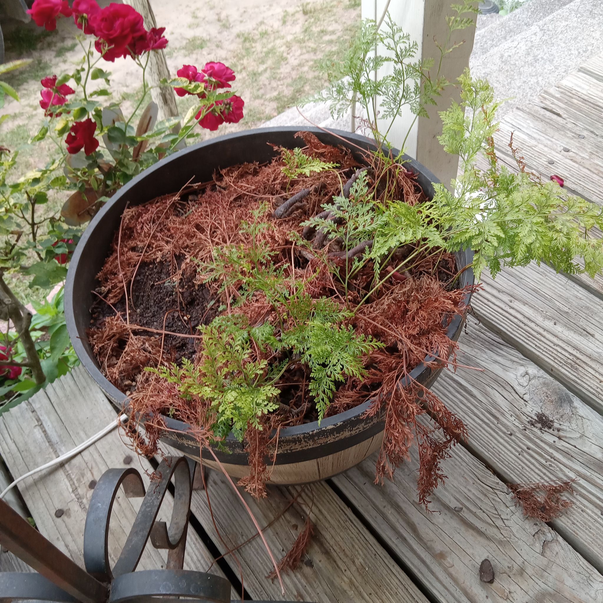 Photo of the plant species Parsley Fern by @PoshKiekie36 named Bruce Lee on Greg, the plant care app