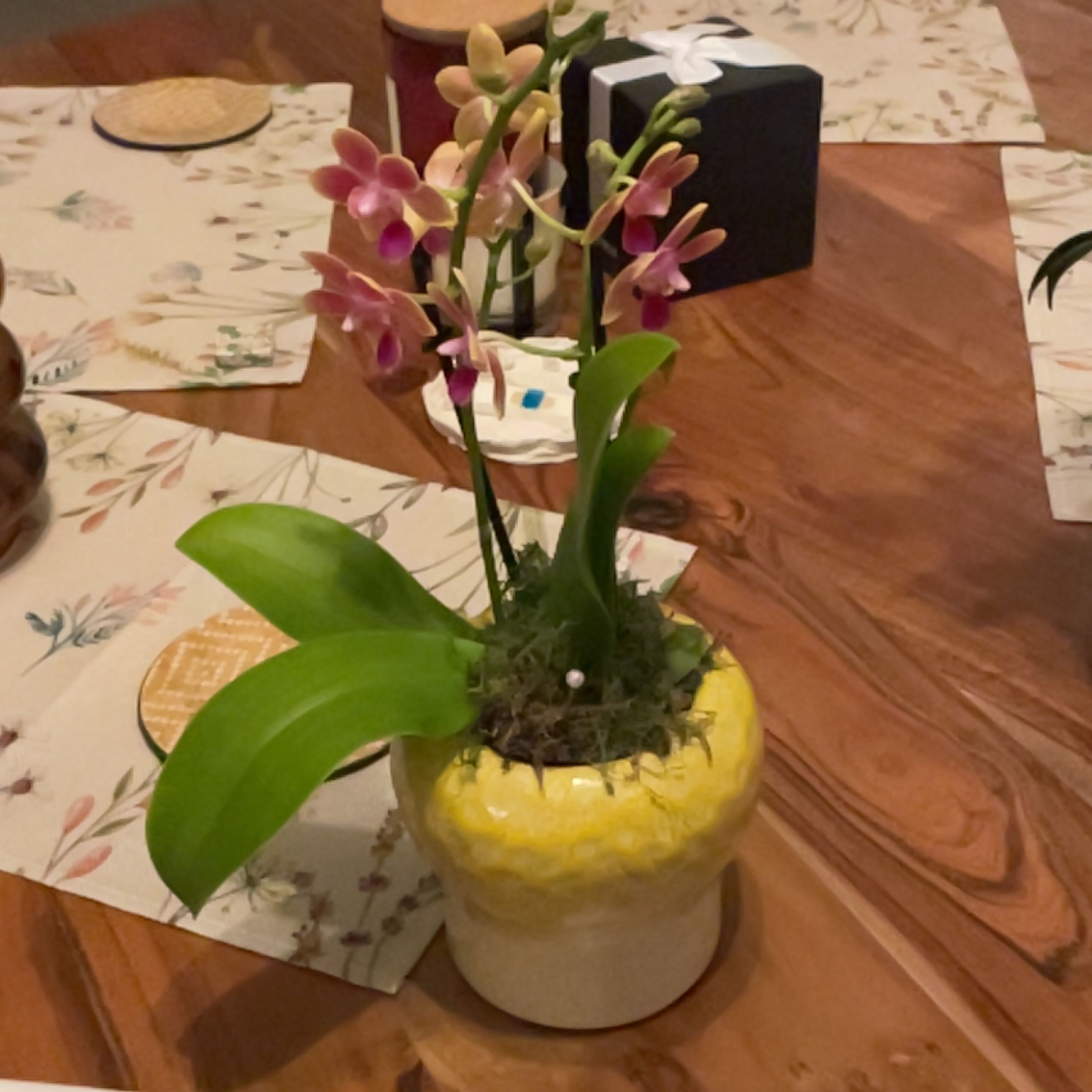 Photo of the plant species Sawfly Orchid by @BuffChards86 named Kindergarten kid on Greg, the plant care app