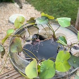 Photo of the plant species Fringed Water Lily by @BethB named Lola on Greg, the plant care app