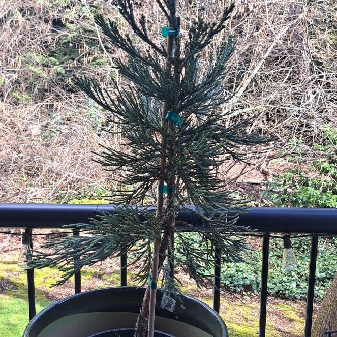 Photo of the plant species Giant Sequoia 'Glaucum Compactum' by @AstroZee named Galactic Glaucum 🌲 on Greg, the plant care app