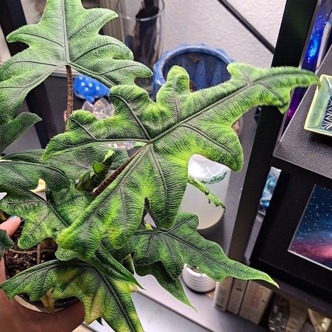 Photo of the plant species Jacklyn by @AstroZee named Jovian Jackle on Greg, the plant care app