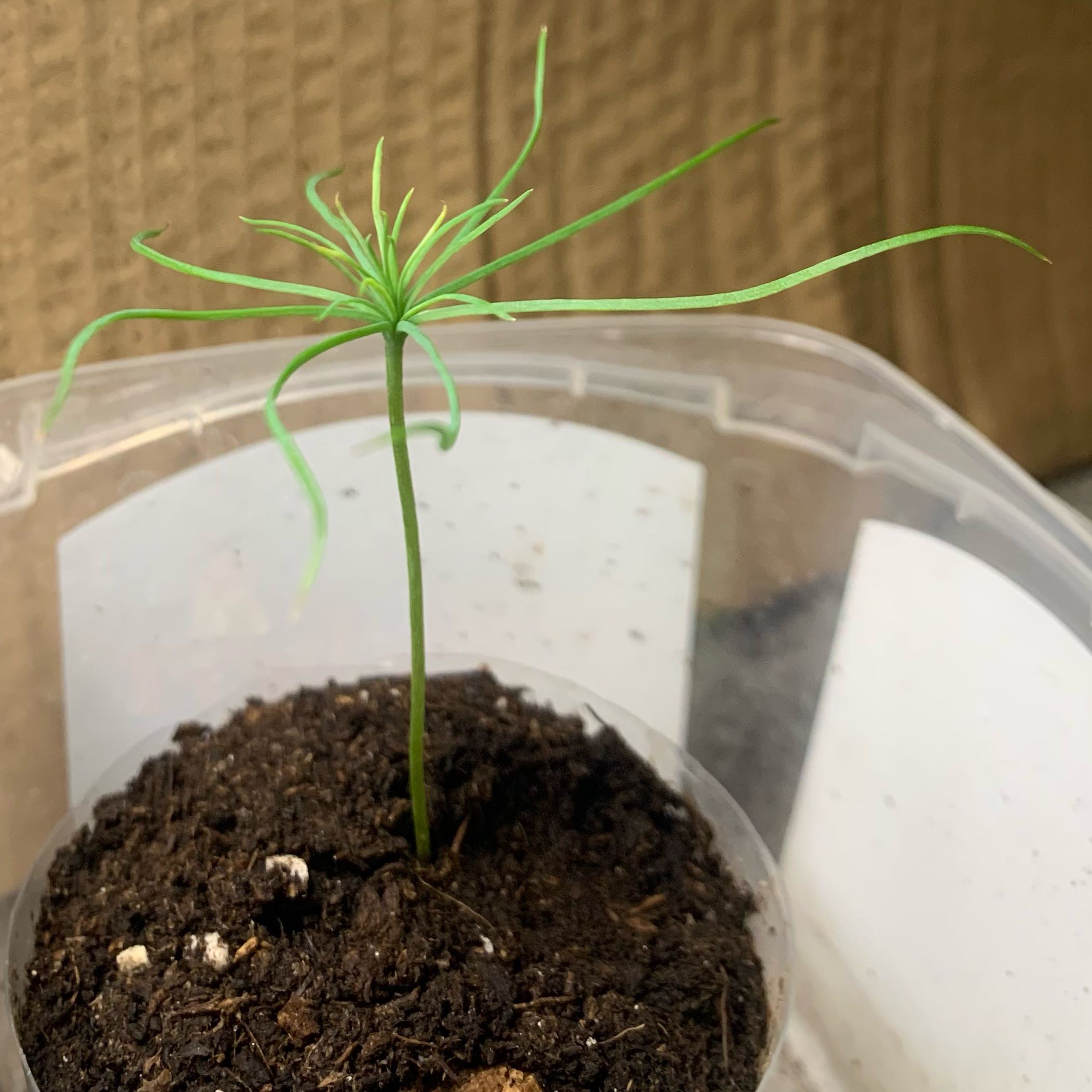 Photo of the plant species Bristlecone Pine by @StaunchMakole9 named Sol on Greg, the plant care app