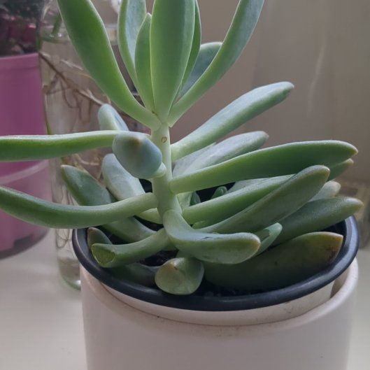 Photo of the plant species Graptosedum 'Darley Sunshine' by @PrimoOcotillo16 named Dolores on Greg, the plant care app