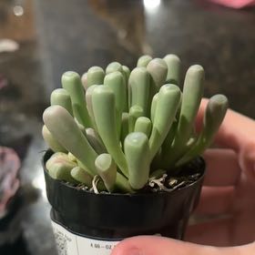 Photo of the plant species Baby Toes by @DesirousPilea28 named Poseidon on Greg, the plant care app